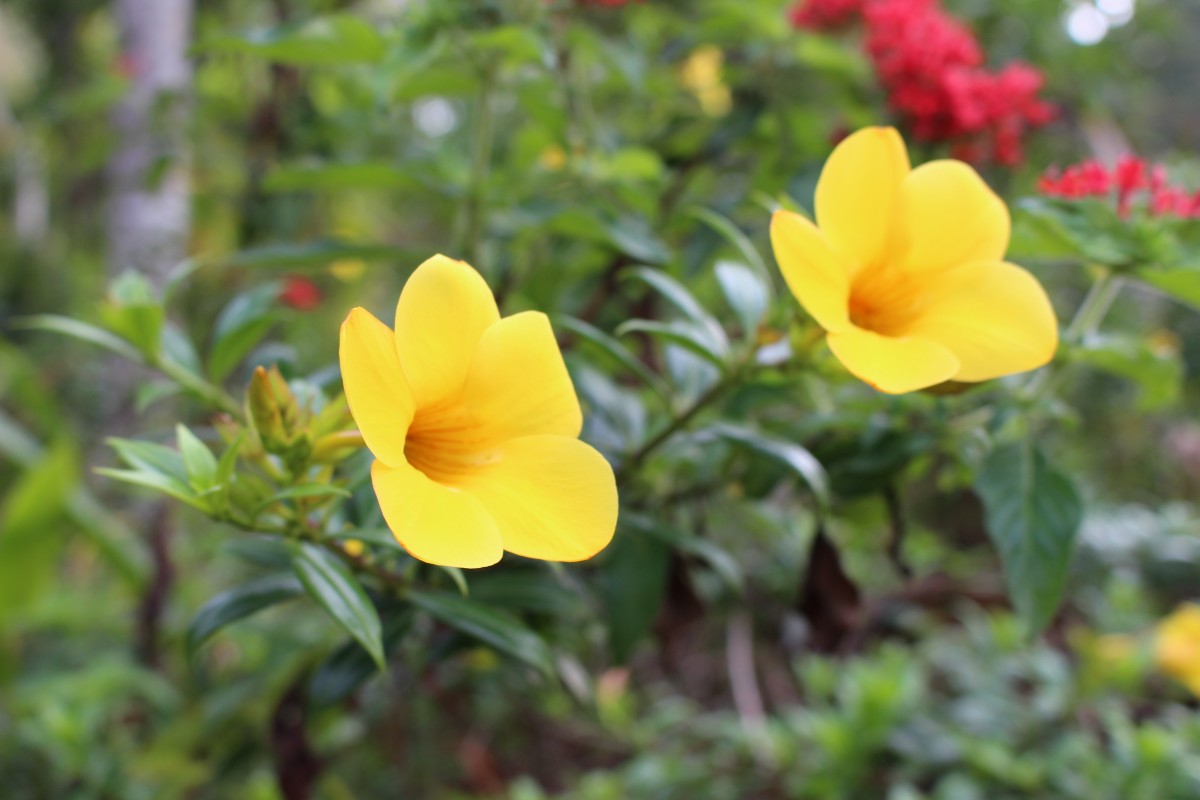 Allamanda cathartica L.